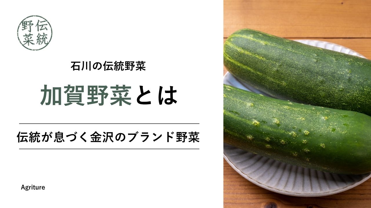 加賀野菜：伝統が息づく金沢のブランド野菜 | 国産の乾燥野菜専門