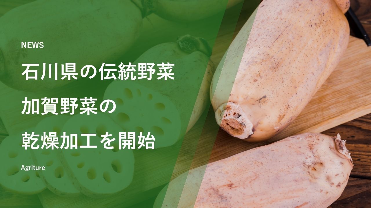 石川県の伝統野菜 加賀野菜の乾燥加工を開始 | 国産の乾燥野菜専門