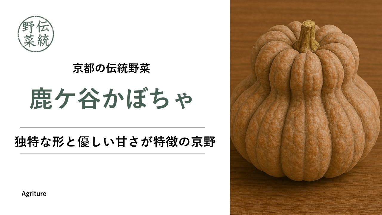 幻の京野菜・鹿ヶ谷かぼちゃ｜ひょうたん型の特徴と食べ方｜Agriture